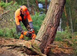 Best Fruit Tree Pruning  in Mount Healthy, OH